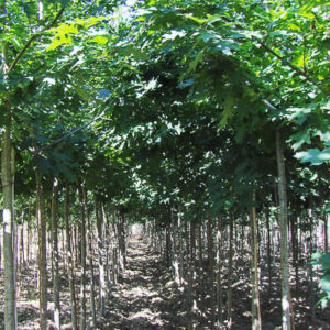 Quercus rubra