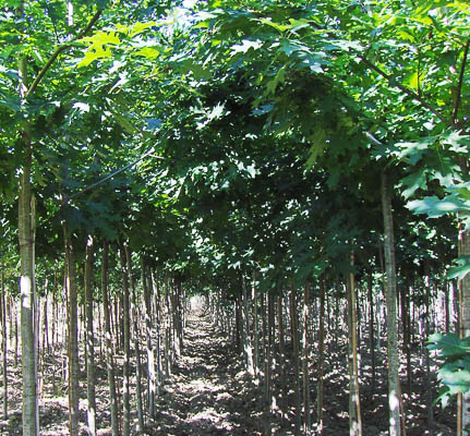 Quercus rubra
