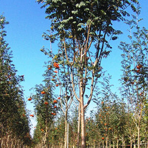 Sorbus Aucuparia