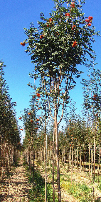 Sorbus Aucuparia