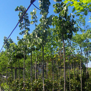 tilia arvore
