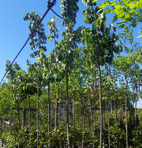 tilia arvore