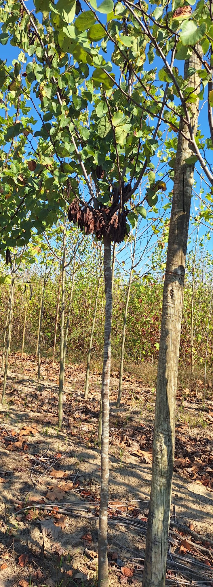 Cercis siliquastrum