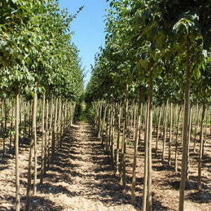 celtis Australis