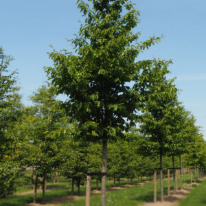 Parrotia