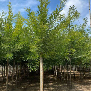 sophora