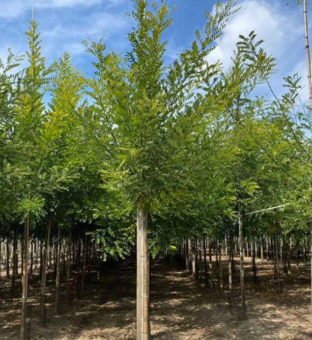 sophora
