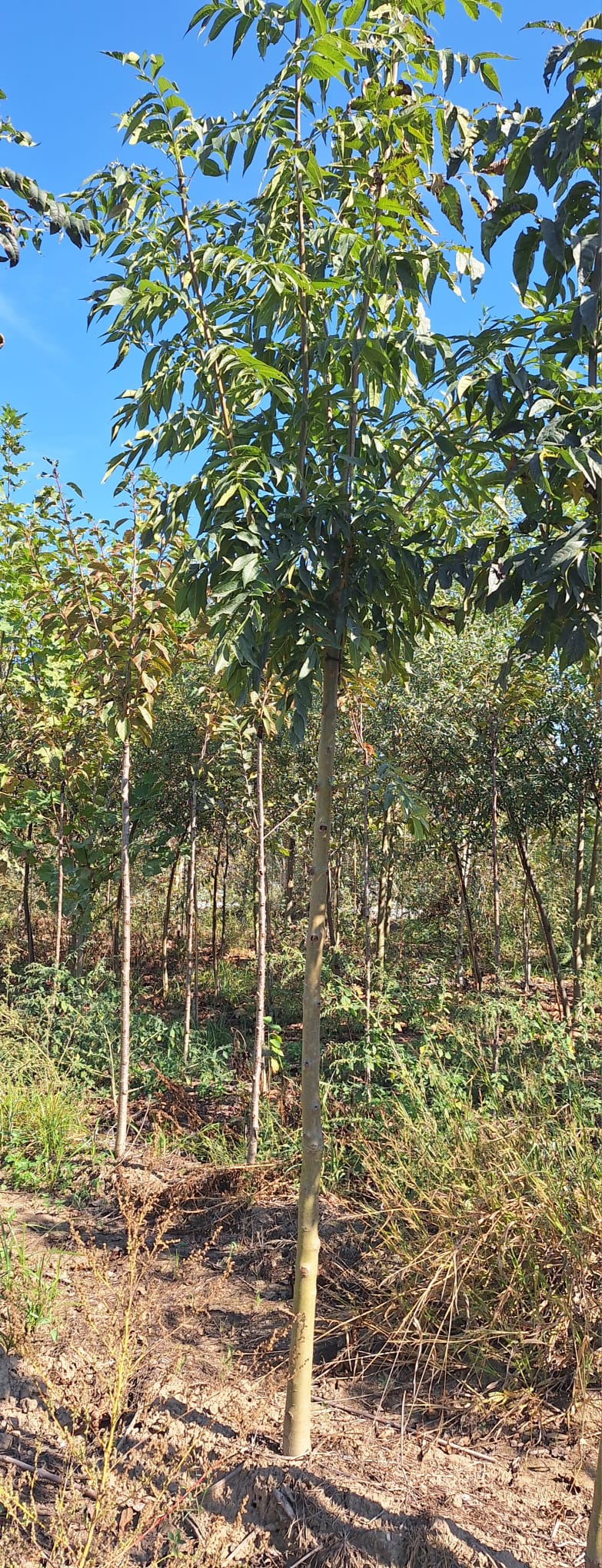 Fraxinus Excelsior