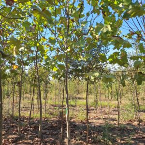 Platanus x hybrid