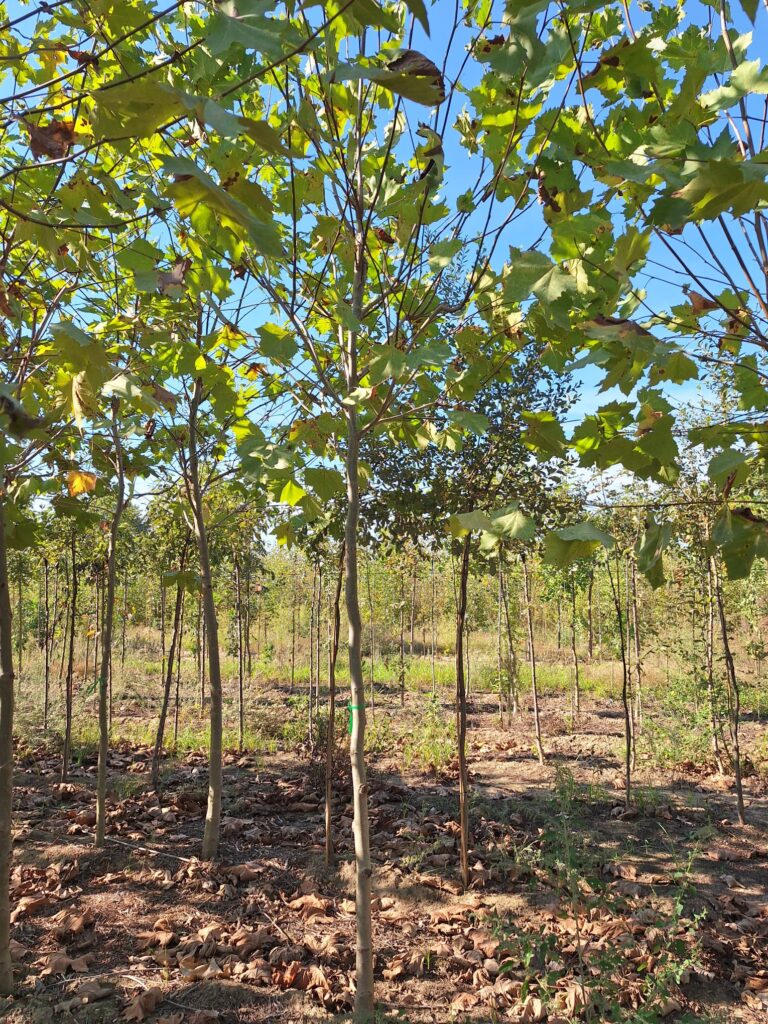 Platanus x hybrid