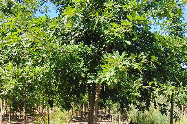 Quercus palustris