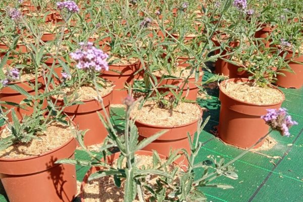 Verbena bonariensis