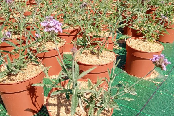 Verbena bonariensis